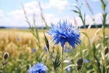 A Close-up Shot Of A Beautiful Blue Flower In A Field. Perfect For Nature Enthusiasts And Floral-themed Projects.