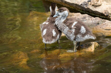 Cute Egyptian Goose Chiks Standing In Shallow Water, Kirstenbosch National Botanical Garden, Cape Town, South Africa