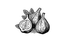 Figs Fruit Hand Drawn Ink Sketch. Engraved Style Vector Illustration