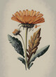 illustrazione in stile tavola botanica di piantina con foglie e fiore arancio