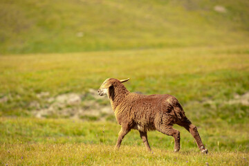 Wall Mural - Runaway sheep. The sheep runs through the pasture. Pasture with fresh grass in spring, cattle walking. Animal husbandry and agriculture. Herd of animals.