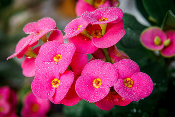 Rain drops water on Red Euphorbia milii flowers.