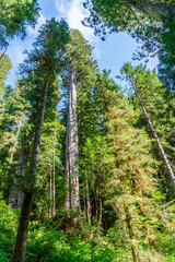 Wall Mural - California Redwood Trees 4