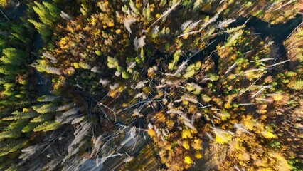 Wall Mural - an aerial view of a fall forest. texture of fall trees from a drone. landscape before sunset. natura