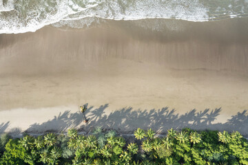 Poster - Clean sand beach with plam  trees and shades