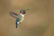 Bee hummingbird, zunzuncito or Helena hummingbird (Mellisuga helenae). It is the world's smallest bird