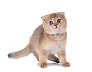 Sticker - scottish fold kitten in studio