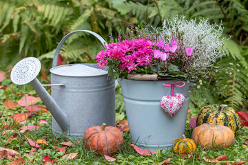 Wall Mural - Garten-Arrangement mit pink Alpenveilchen, Chrysantheme, Heidekraut und Silberdrahtpflanze im vintage Eimer und Zink-Gießkanne