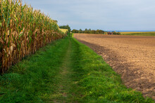 Dirt Path Along A Corn Field.
