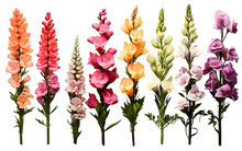 Snapdragon Flowers Transparent PNG, Collection Of Snapdragon Flowers, Flowers, Buds, Leaves, Various Stages Of Bloom, Vibrant Color, , Isolated Over A Transparent White Background, Transparent PNG