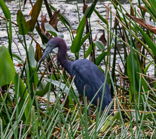 Little Blue Heron Standing Among The Reed Grass And Plants Of A Pond Or Meadow Looking For Food