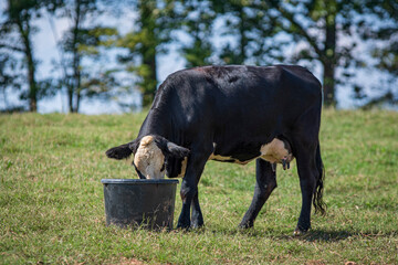 black baldy heifer eating from a supplement tub