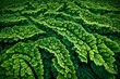 An imaginative representation of a dew-kissed kale leaf in a sprawling, verdant farm