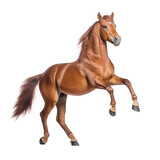 Fototapeta Konie - brown horse isolated on white
