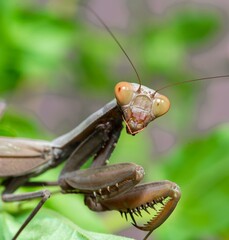 Wall Mural - Hierodula transcaucasica - invasive species of mantis in Ukraine on a green leaf