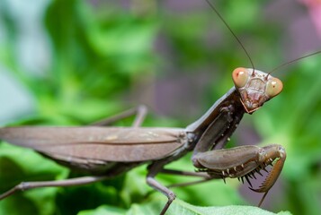 Wall Mural - Hierodula transcaucasica - invasive species of mantis in Ukraine on a green leaf