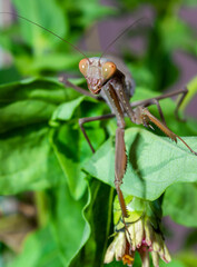 Wall Mural - Hierodula transcaucasica - invasive species of mantis in Ukraine on a green leaf