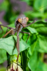 Wall Mural - Hierodula transcaucasica - invasive species of mantis in Ukraine on a green leaf