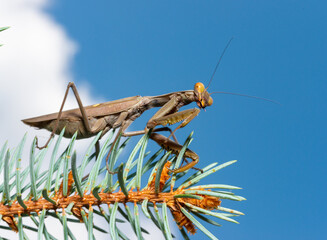 Wall Mural - Hierodula transcaucasica - an invasive species of mantis in Ukraine on the needles