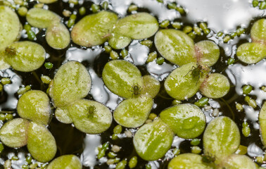 Wall Mural - Small green aphids on Spotless watermeal (Wolffia arrhiza), duckweed (Lemna turionifera)