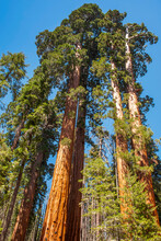 Giant Sequoias On The Trail Of 100 Giants Trail (Long Meadow Grove), Near Kernville, Ca