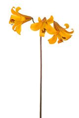 Wall Mural - lily flower isolated