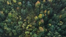 Aerial Drone Flies Over Majestic Forest At Warm Evening. Marvelous View, Flying Over Woods In Beautiful Autumn Time, Cinematic Nature Woodland. Branches And Leaves Move Freely In Wind