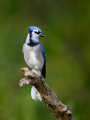 Wall Mural - Closeup portrait of Blue Jay on green background in fall