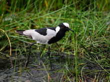 Blacksmith Lapwing Foraging On The Pond With Tall Grass