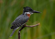 Portrait of one giant kingfisher perched on a branch with a blurred green background