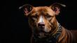 Fierce Pit Bull with Gold Necklace
