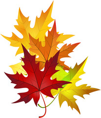 autumn maple leaves