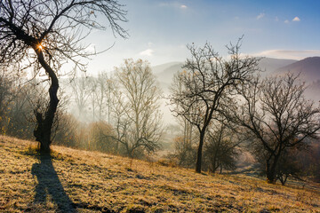 Wall Mural - mountainous carpathian countryside at sunrise in autumn. leafless trees on the grassy hill. misty weather with bright sky and fog in the valley