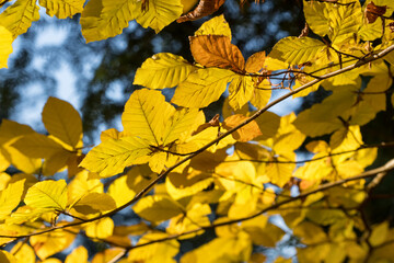 Wall Mural - Autumn leaves in sunlight. Fall tree background.