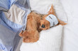 Cute airedale terrier in sleeping mask under quilted blanket 