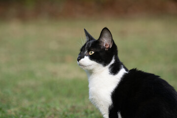 Canvas Print - Portrait of black and white cat