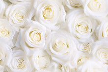 White Roses Natural Pattern Seemless