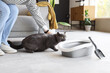 Cute British Shorthair cat with owner near litter box at home