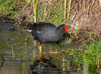 Wall Mural - Common Gallinule