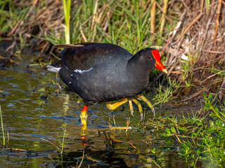 Wall Mural - common gallinule