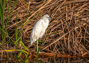 Wall Mural - little blue heron