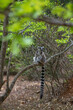 Cute Ring-tailed lemur with orange eyes. Endangered endemic animal in natural forest habitat, North Madagascar