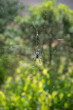 Golden silk orb-weaver spider, Madagascar