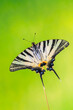 Scarce swallowtail - Iphiclides podalirius