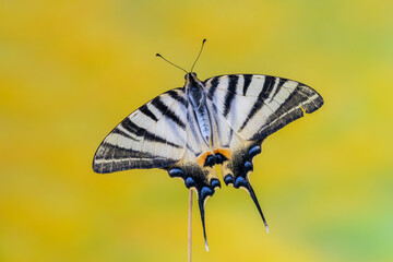 Wall Mural - Scarce swallowtail - Iphiclides podalirius