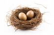 Birth and Life Concept. Bird Nest with an two eggs