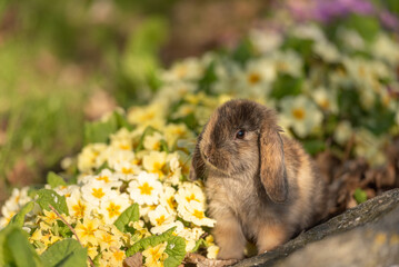 cute baby rabbit outside in garden