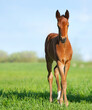 Beautiful foal is stand in the green grass. Pasture on a sunny summer day. Outdoor in summer. A thoroughbred sports horse