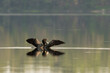 loon in the water wings opened reflection