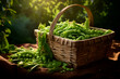 A good crop of peas. Growing peas. Farm and field. Harvested agricultural crops.